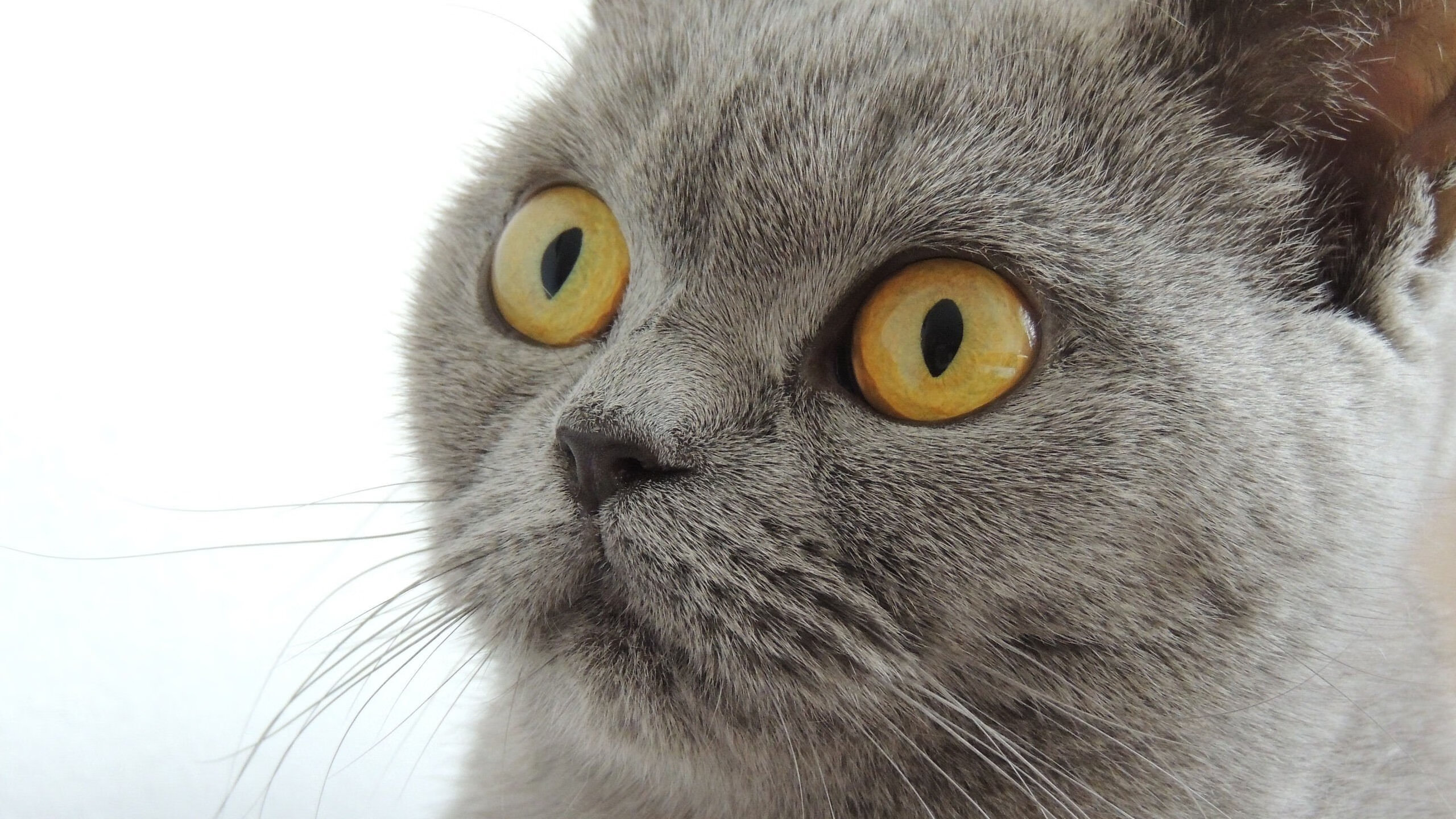 从底格里斯河到怀卡托河，贝林厄姆在英超的战壕中，为所有人突围