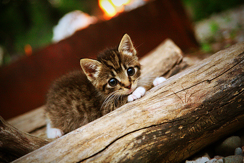 奥运周期暗战,魔术轻取山西背后的全球篮球新变局