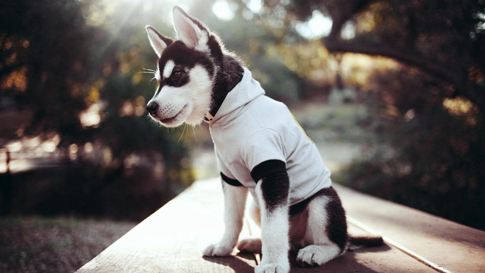 冰与火之夜,小贾伦生涯唯一战记—东决生死局的沉默烈焰