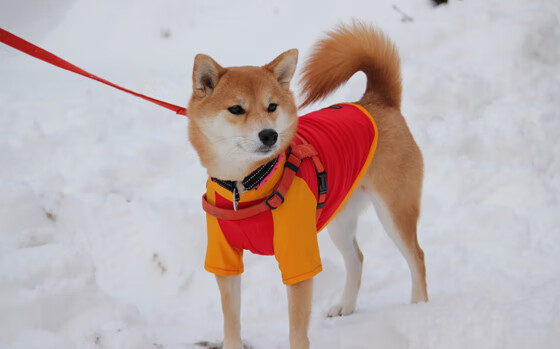 状元之光!班凯罗新高49分诠释价值,森林狼加时逆转步行者