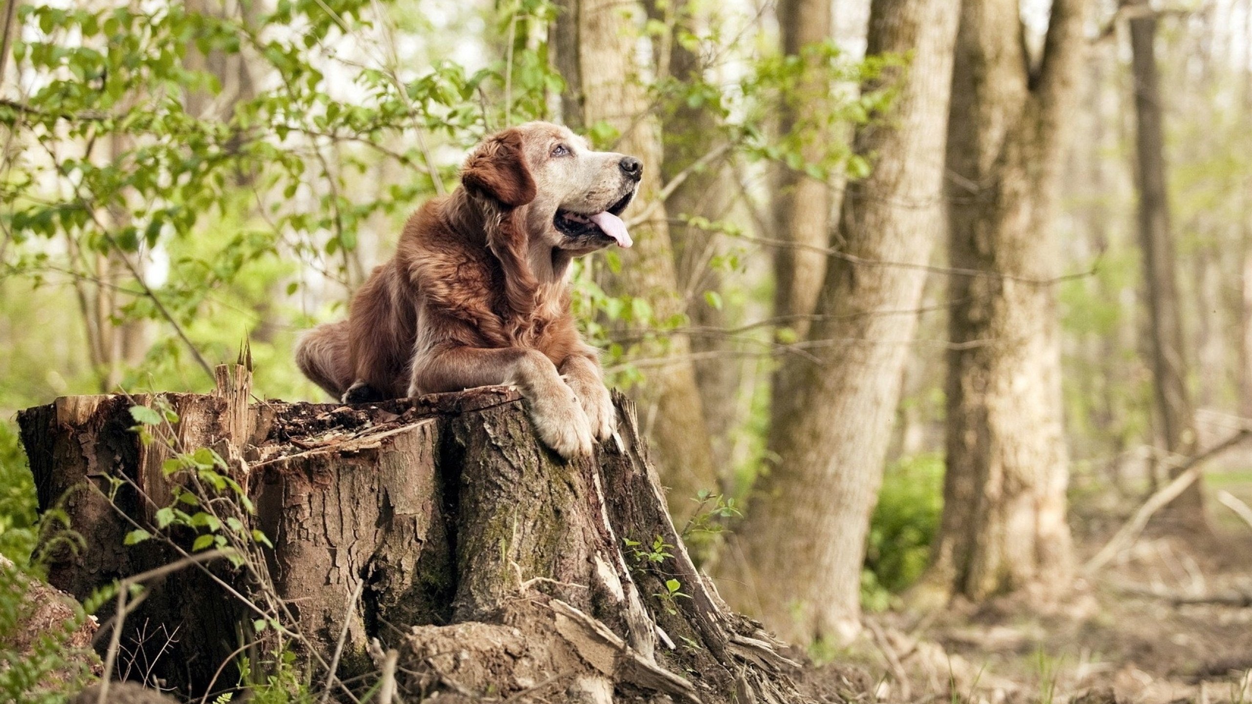 莫兰特一箭封喉，公牛血拼到最后一滴血