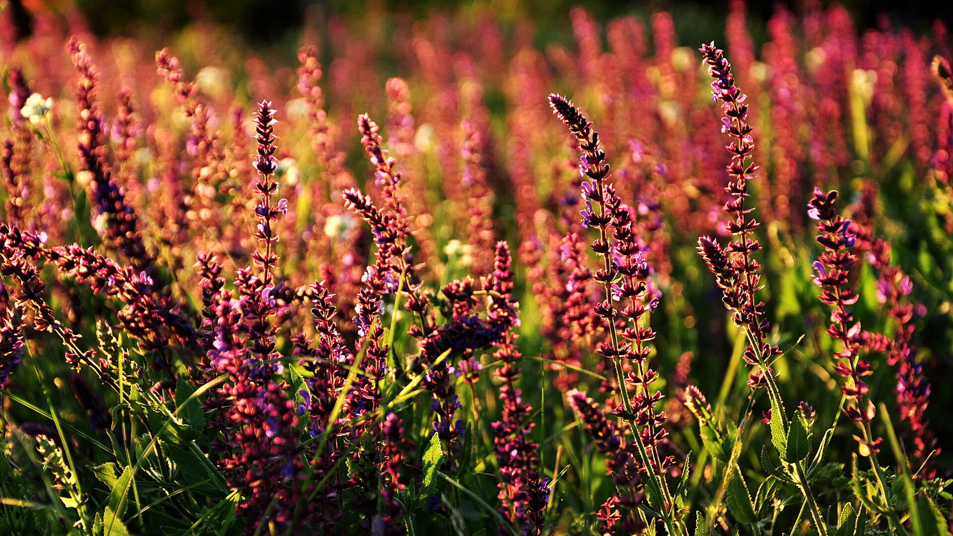 意甲交响乐，锡安挥棒指挥的焦点之夜
