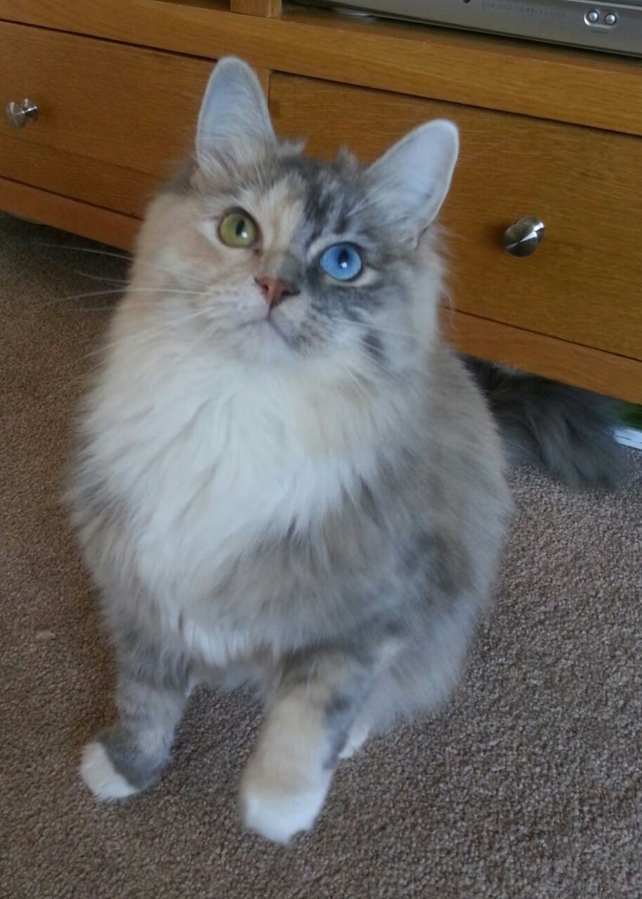 黄蜂汹汹噬夜街—F1街道焦点战,维斯塔潘如何踏平勒克莱尔的雄鹿之阵