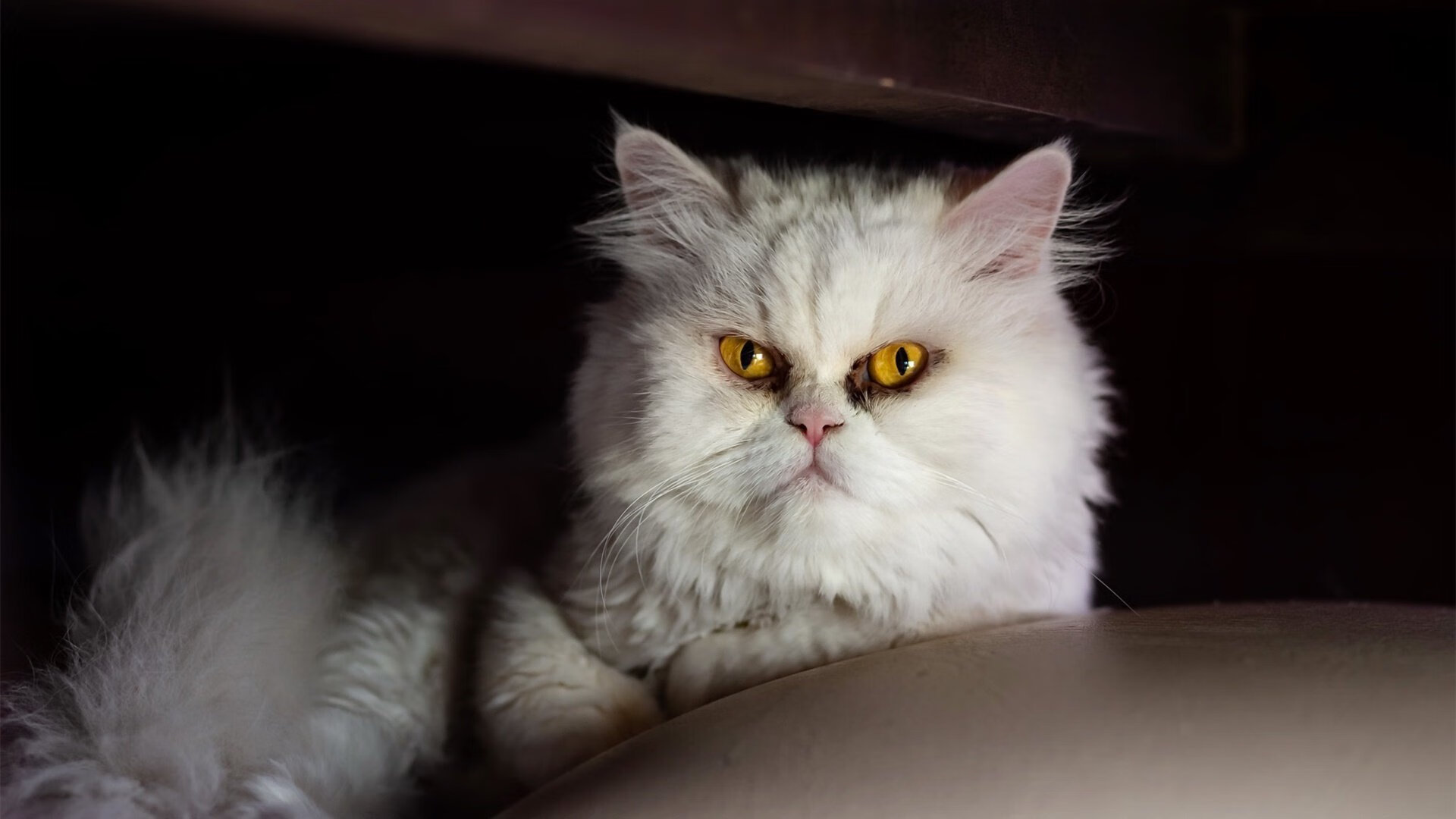 时间折叠处的胜利,老鹰横扫火箭背后的戈贝尔时刻