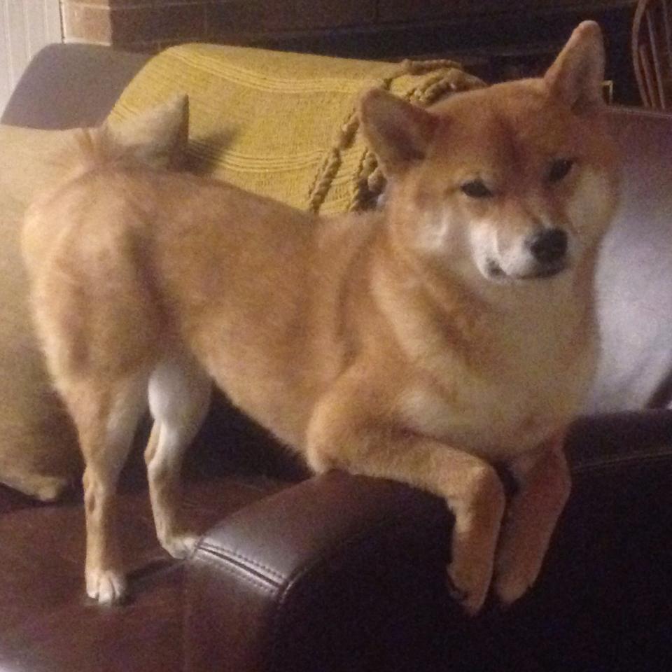 钢铁军团与禁区巨兽,锡安48分逆天改命,骑士三分雨难阻毁灭冲锋