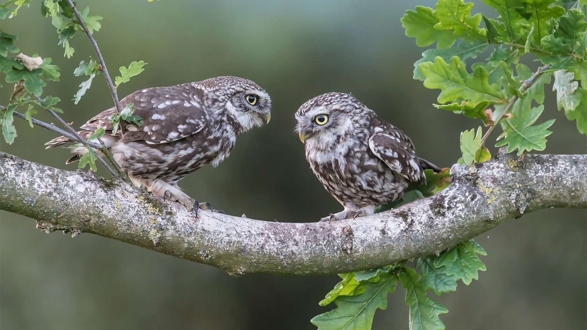 那一夜,世界屏住呼吸