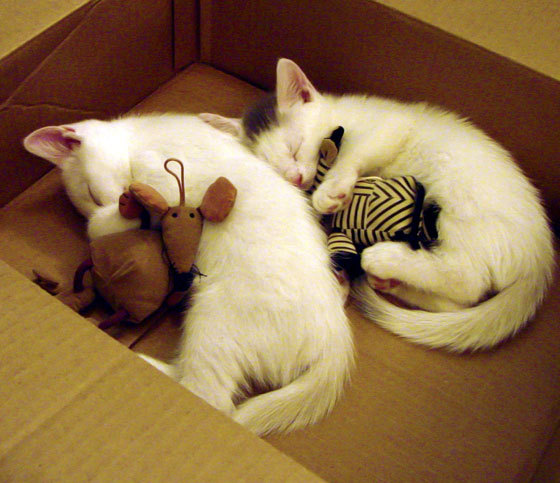 爱游戏体育-西决生死战焦点战，芬兰战术压制波兰，晋级之路上的关键胜利