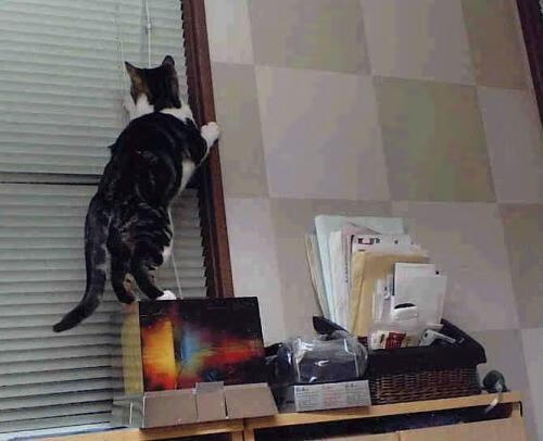 油门与篮筐的共振，当莫兰特在F1赛道接管比赛