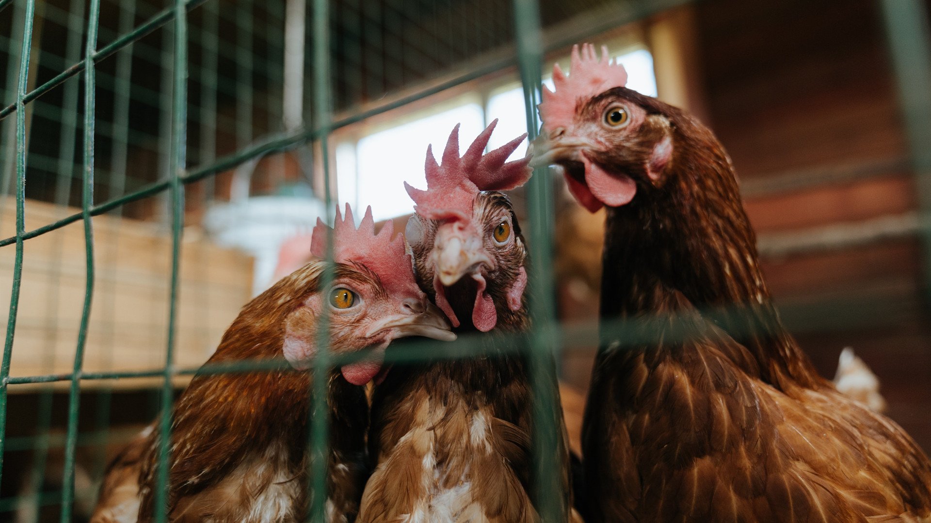 欧冠级对抗！骑士主场打穿山西队，上演篮球版欧冠决赛焦点战