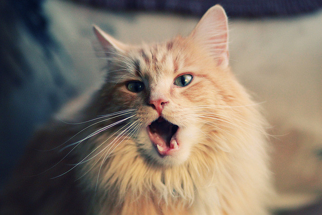 当CBA王者对话NBA宿敌，小贾伦·杰克逊如何让广东队在虚拟巅峰战中不掉线？